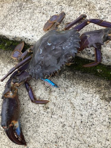 ワタリガニの釣果