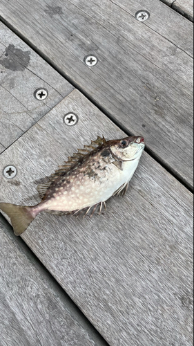 アイゴの釣果