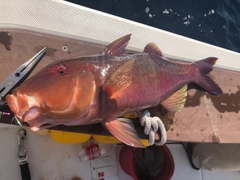 マルクチヒメジの釣果