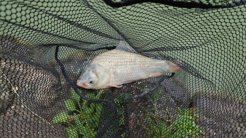 ヘラブナの釣果