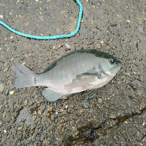 メジナの釣果