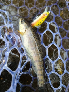 ヤマメの釣果