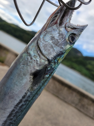 サゴシの釣果