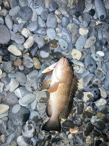 オオモンハタの釣果