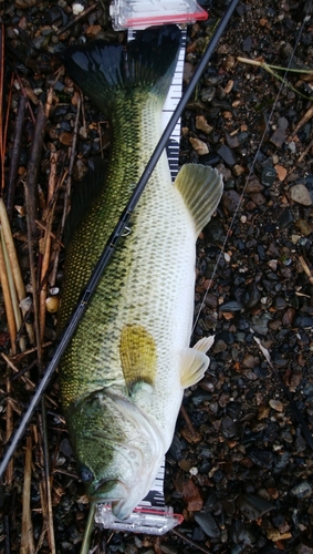 ブラックバスの釣果