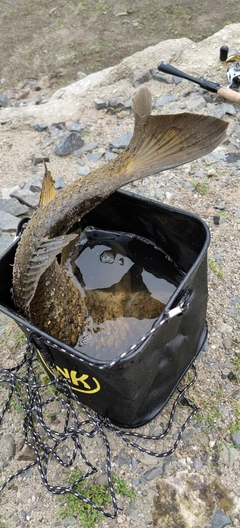 コイの釣果