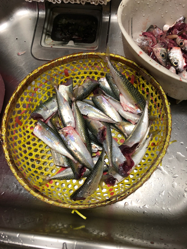 アジの釣果