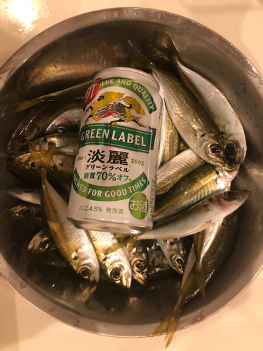 アジの釣果