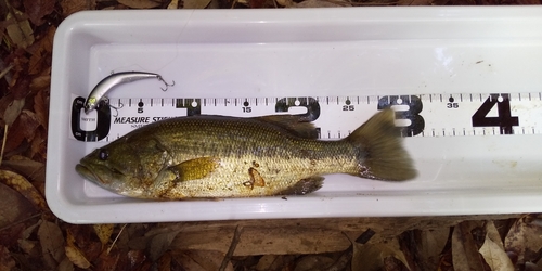 ブラックバスの釣果