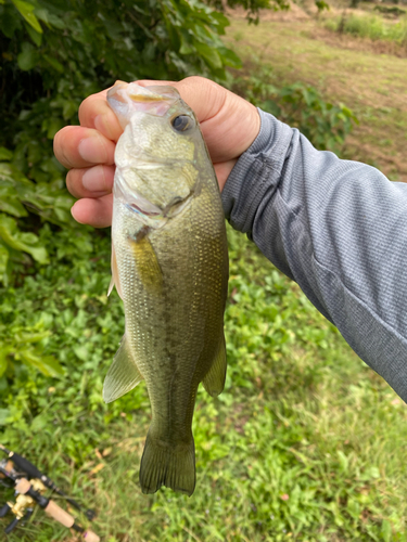 ラージマウスバスの釣果