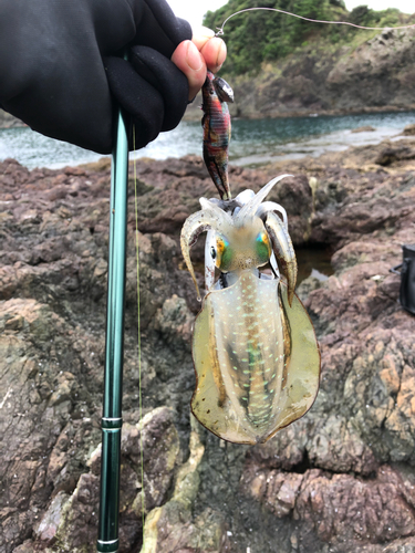 アオリイカの釣果