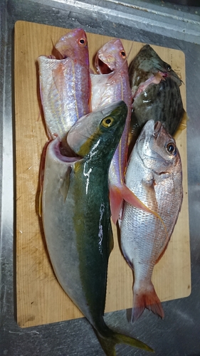 ヤズの釣果