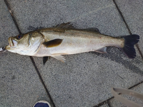 スズキの釣果