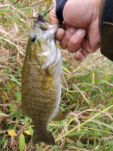 スモールマウスバスの釣果