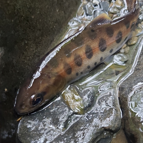 ヤマメの釣果