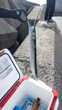 ダツの釣果