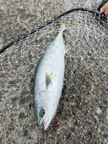 イナダの釣果