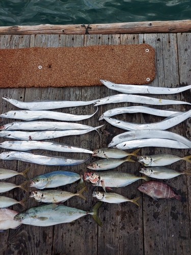 ツバスの釣果