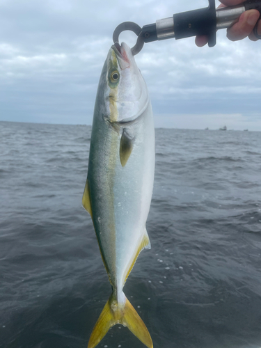 イナダの釣果