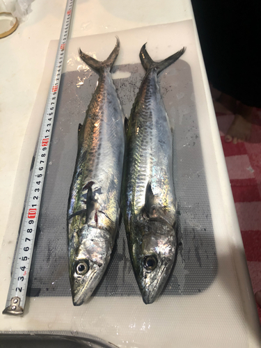 サゴシの釣果