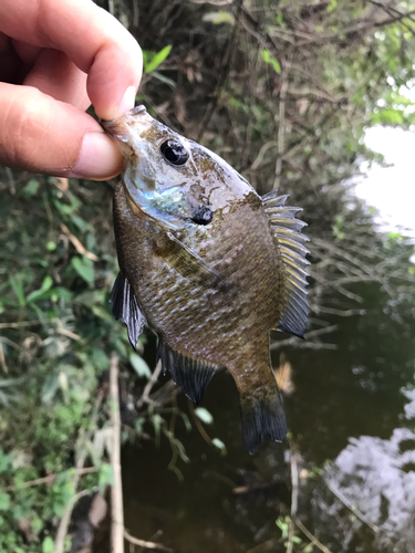 ブルーギルの釣果