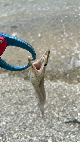 ハモの釣果