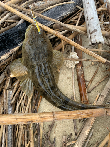 マゴチの釣果