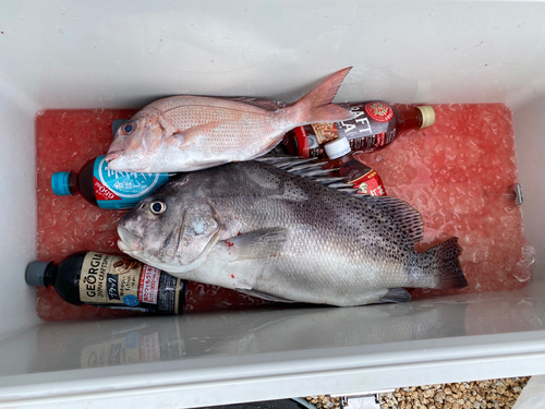 コショウダイの釣果