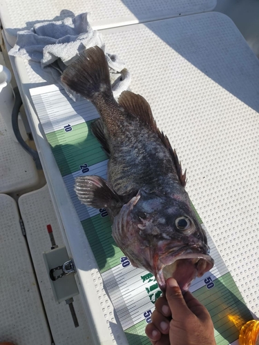 クロソイの釣果