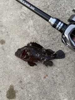 オウゴンムラソイの釣果