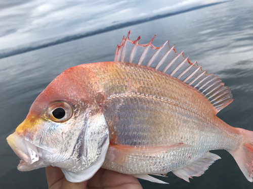 レンコダイの釣果