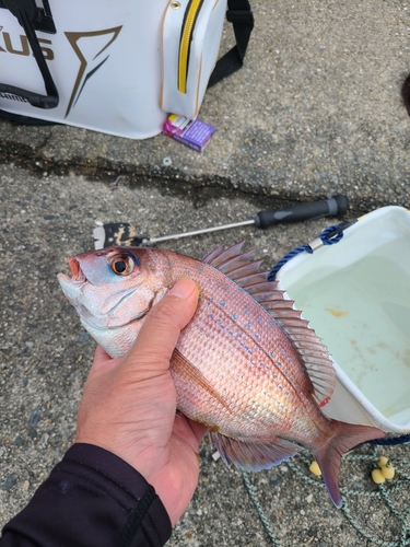 マダイの釣果