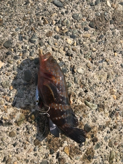 キジハタの釣果