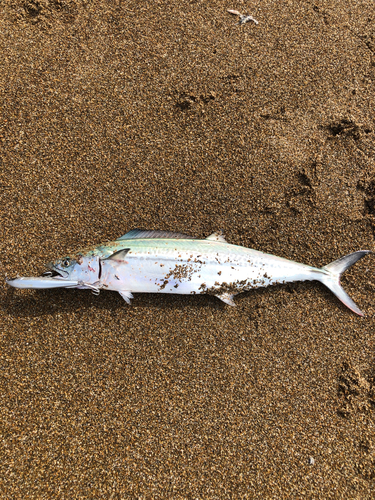 サゴシの釣果