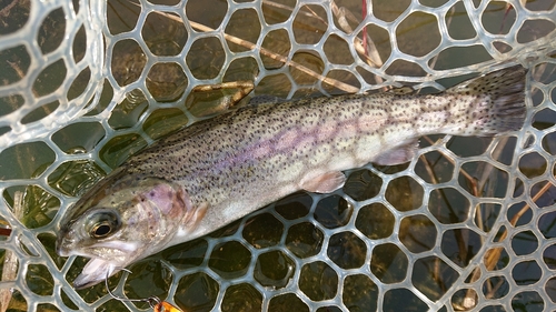 ニジマスの釣果