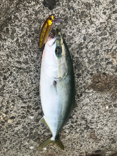 ハマチの釣果