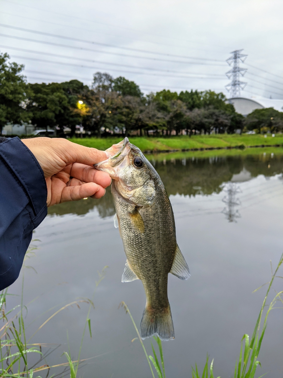 ブラックバス