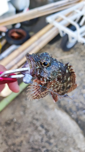 カサゴの釣果