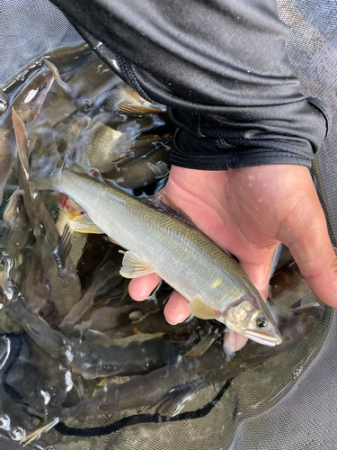 アユの釣果