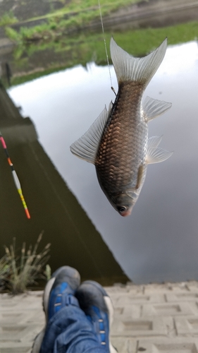 マブナの釣果