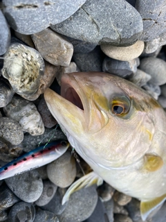 ショゴの釣果