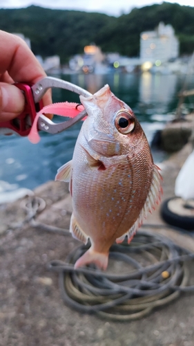 チダイの釣果