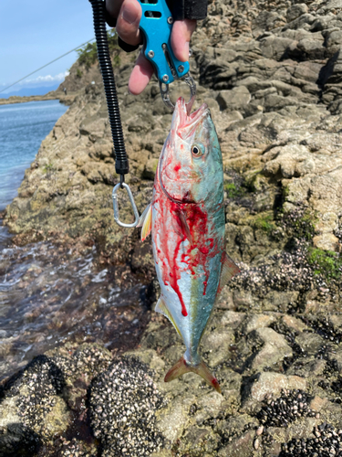 イナダの釣果