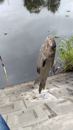 コイの釣果