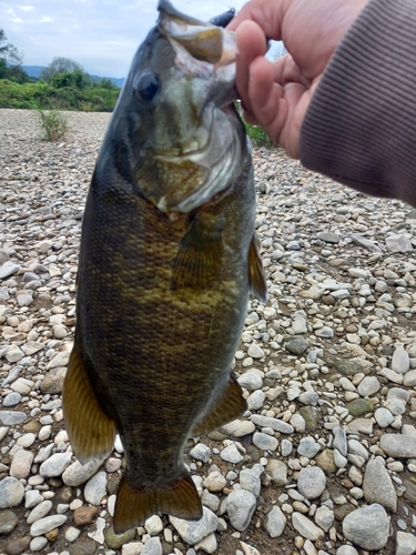 スモールマウスバスの釣果