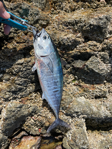 クロマグロの釣果