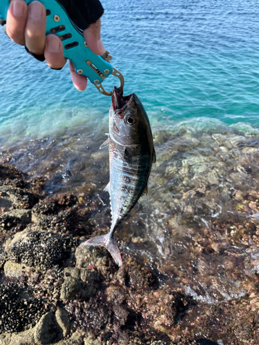 クロマグロの釣果