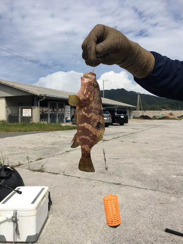 キジハタの釣果