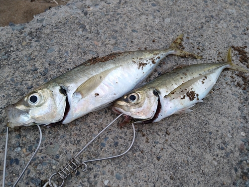 アジの釣果