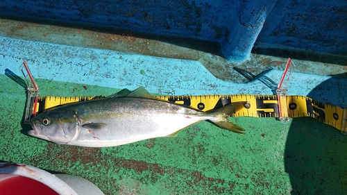 ハマチの釣果